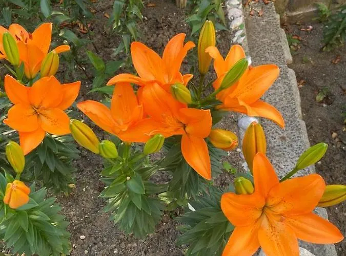 Гостевой дом Satmar 3*